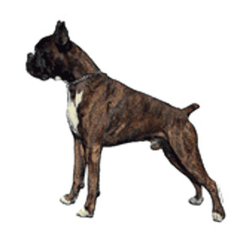 Dekal Boxer Medium 2 stk - Klistermærke hund - Nalas